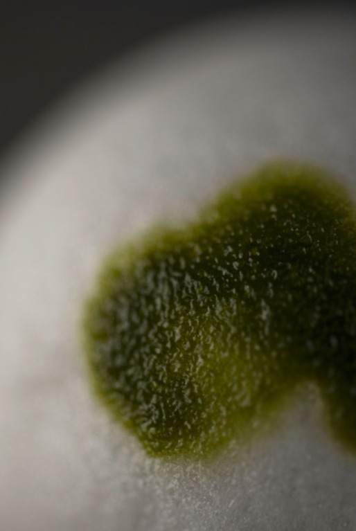 十二月のお菓子